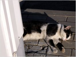 Another cat sleeping