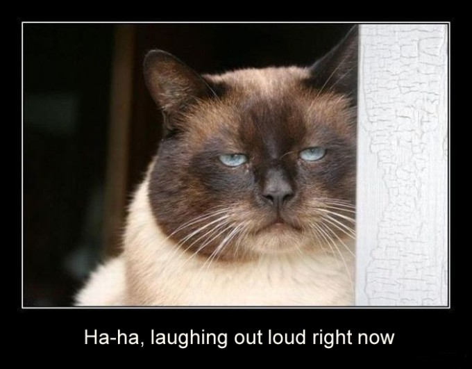 Cat Laughing...