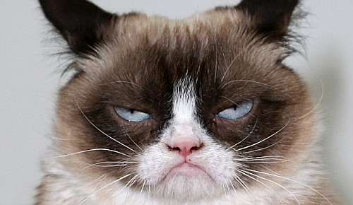 Grumpy Cat Grumpy Cat