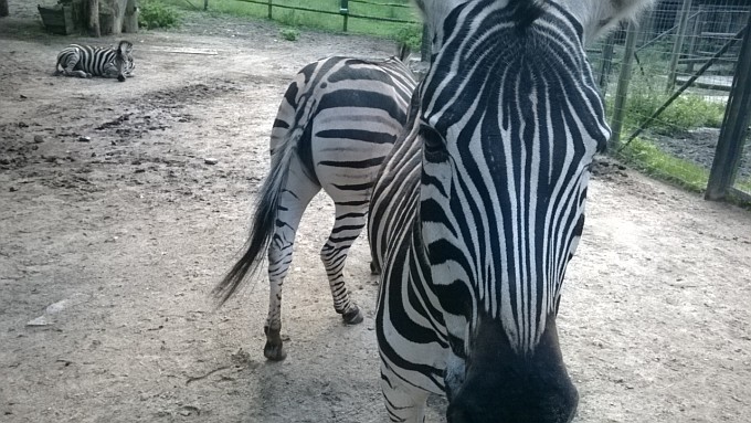 Riga Zoo. Zebras` Mirror.