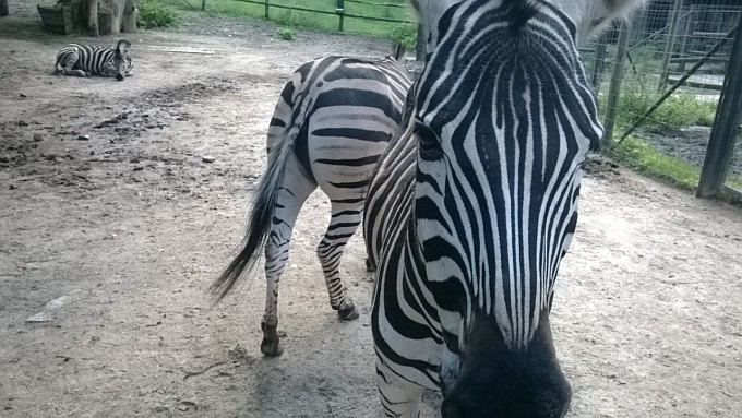 Riga Zoo. Zebras` Mirror. Riga Zoo. Zebras` Mirror.