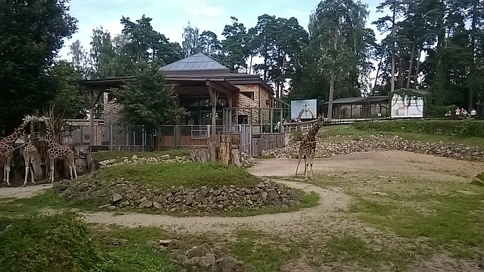 Riga Zoo. Giraffes.
