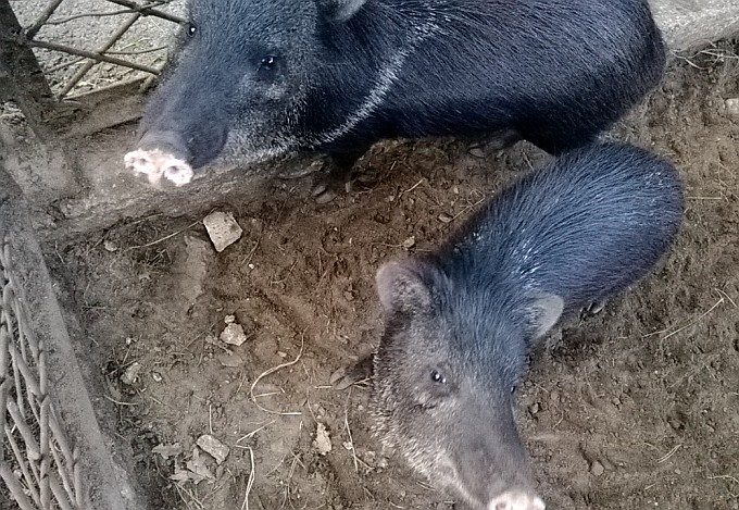 Riga Zoo. Oink Oink. Riga Zoo. Oink Oink.
