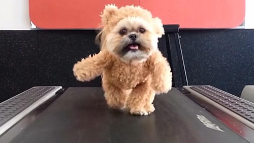 Teddy Bear Dog Teddy Bear Dog