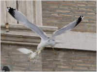 Vatican doves attack, 25.01.14