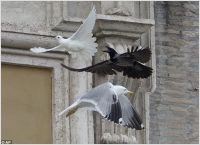 Vatican doves attack, 25.01.14