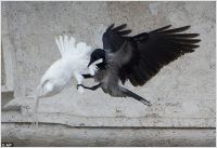 Vatican doves attack, 25.01.14