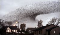 Murmuring Starlings, Ireland 2014