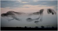 Murmuring Starlings, Ireland 2014