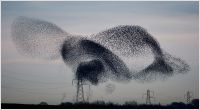 Murmuring Starlings, Ireland 2014 Murmuring Starlings, Ireland 2014