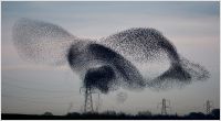 Murmuring Starlings, Ireland 2014