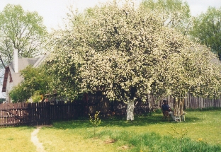 Apple Tree of Jacek Yerka