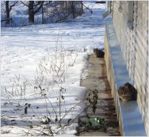 Cats in winter