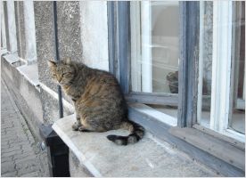 A cat on a window