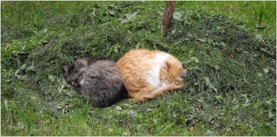 Cats sleeping